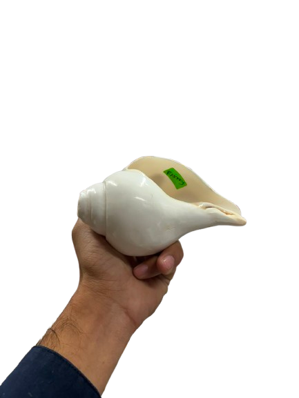 Shankh